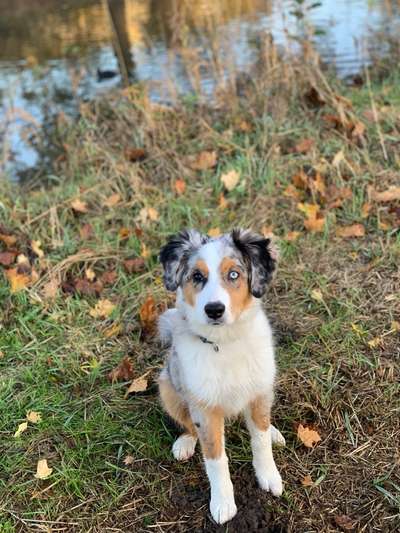 Dogorama Photo Challenge - Der Frühling kommt-Beitrag-Bild