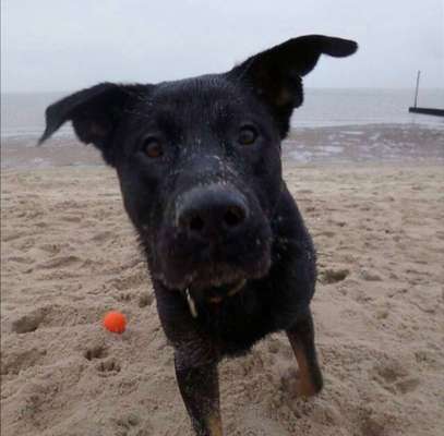 Mischlingshunde Foto Aufruf-Beitrag-Bild