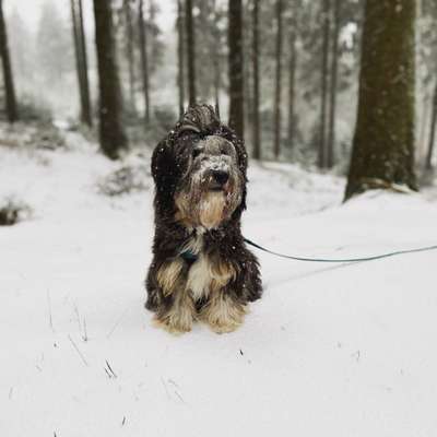 Tibet Terrier-Beitrag-Bild