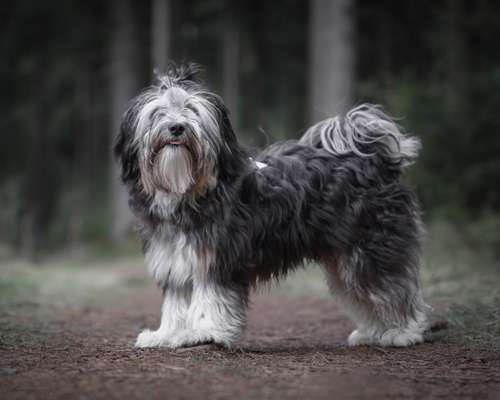 Die Dogorama Kalender Challenge Titelbild-Beitrag-Bild