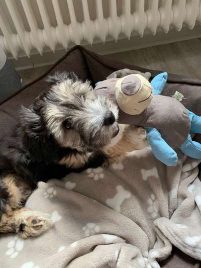 Welpen Bilder !-Beitrag-Bild