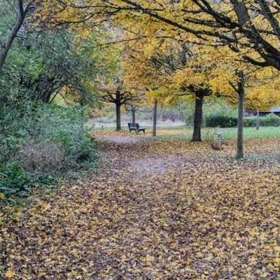 Hundetreffen-Gassirunde und Gedankenaustausch-Bild