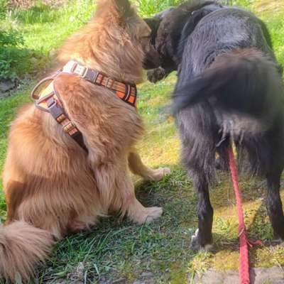 Zweiter Hund JA/Nein-Beitrag-Bild