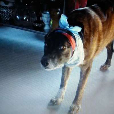 Pitbull mit 2 Blutohren-Beitrag-Bild