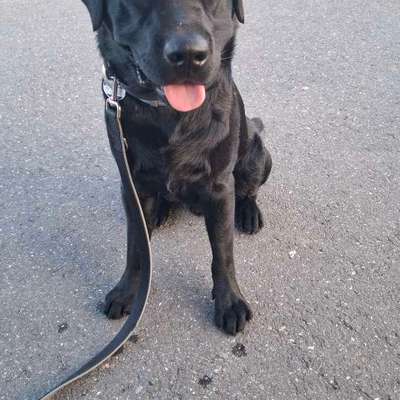Hundetreffen-Social Walk / Spielfreund-Bild