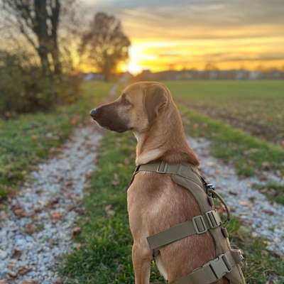 Hundetreffen-Social Walk, Gassi Runden-Bild