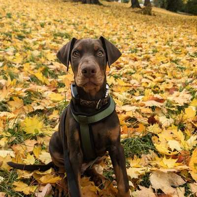 Hundetreffen-Sozialisierung mit anderen Hunden :)-Profilbild