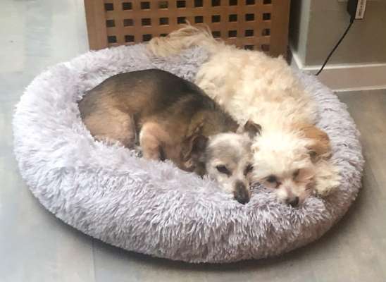 Havapoo (Havaneser Pudel mix)-Beitrag-Bild