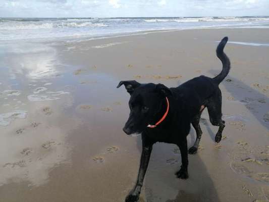 Die Dogorama Wochen Challenge: “Dein Hund im Urlaub”-Beitrag-Bild