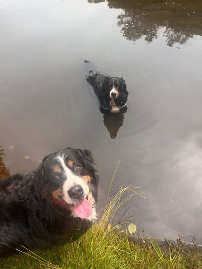 Berner Sennen-Beitrag-Bild