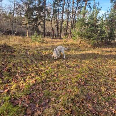 aktuelles Foto Gruppe Golden Retriever