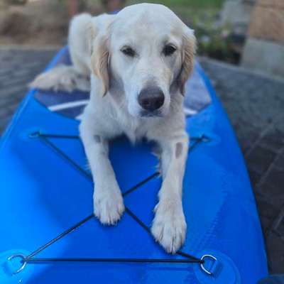 aktuelles Foto Gruppe Golden Retriever