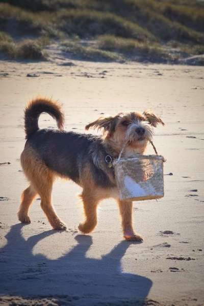 Foto's und Hundemodels-Beitrag-Bild