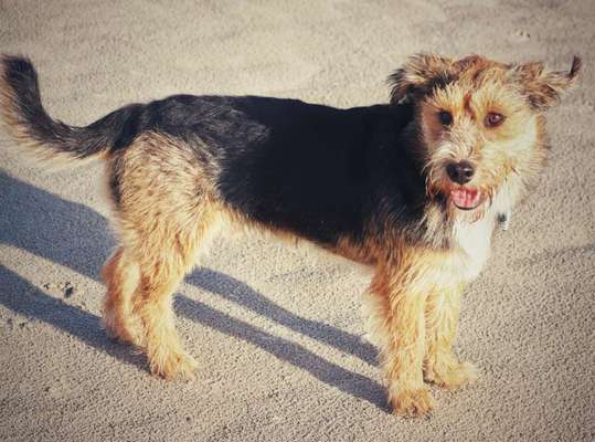 Mischlingshunde Foto Aufruf-Beitrag-Bild