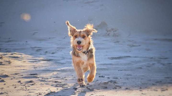 Foto's und Hundemodels-Beitrag-Bild