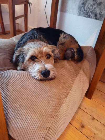 Die besten Hundeblicke 🐾❤️-Beitrag-Bild