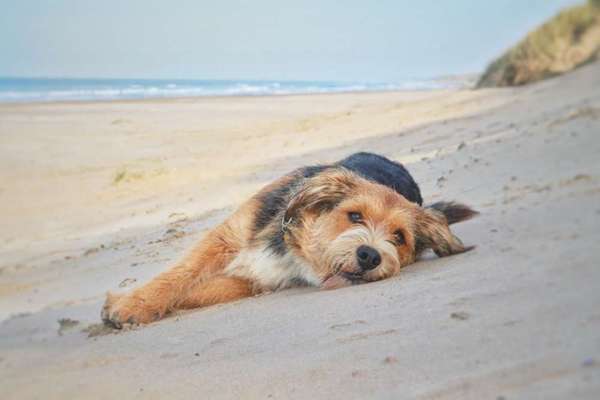 Foto's und Hundemodels-Beitrag-Bild