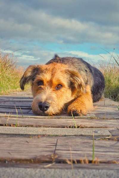 Foto's und Hundemodels-Beitrag-Bild