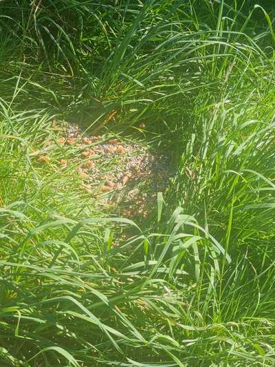 Giftköder-Giftköder-Bild