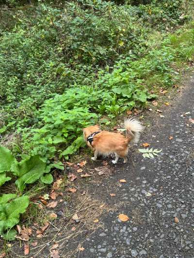 Hundetreffen-Spiel und Gassi Kumpels gesucht-Bild