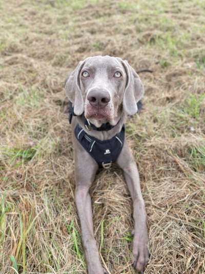 Rhodesian Ridgeback-Beitrag-Bild