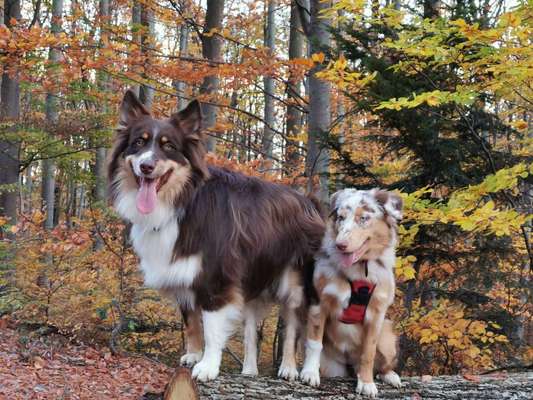 Australian Shepherd Freunde/innen-Beitrag-Bild