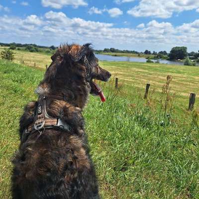 Hundetreffen-Gassirunden um Thedinghausen & umzu-Bild