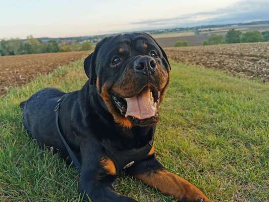 Hundetreffen-Ben sucht Freunde zum spielen-Bild