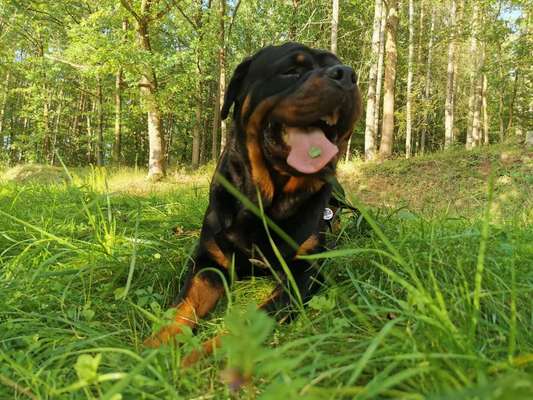 Die Dogorama Monats Challenge "Es grünt und blüht"-Beitrag-Bild