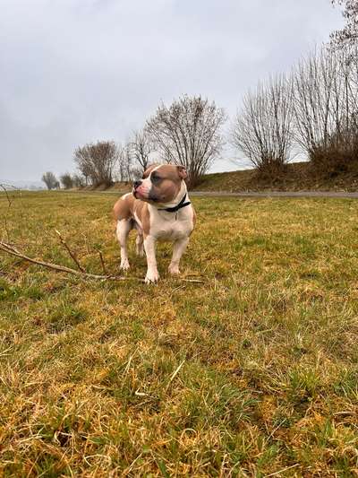 aktuelles Foto Gruppe American Bully Pocket