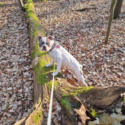 Wo sind hier die Boston Terrier?-Beitrag-Bild