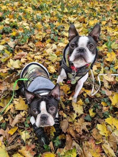 Wo sind hier die Boston Terrier?-Beitrag-Bild