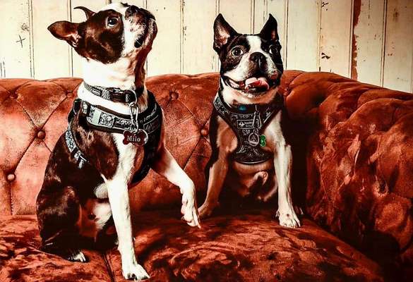 Wo sind hier die Boston Terrier?-Beitrag-Bild