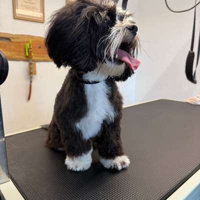 Hundetreffen-Gassi Runde-Bild