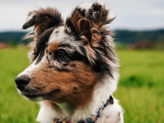 Die Dogorama Kalender Challenge Titelbild-Beitrag-Bild