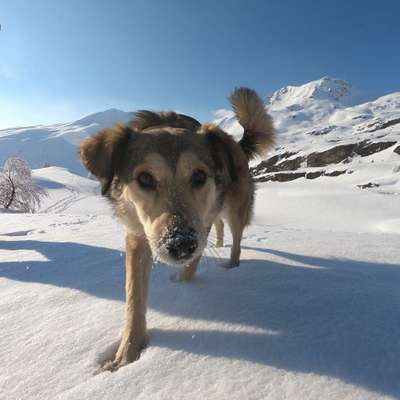 Hundetreffen-Gassi-Geh-Kumpel gesucht-Bild