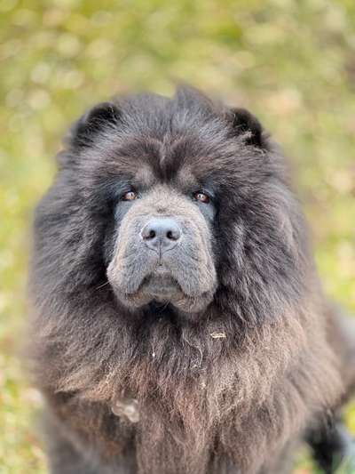 Chow Chows?-Beitrag-Bild