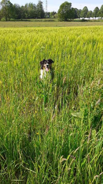 Hundetreffen-Sparziergänge und Austausch und Spielen-Bild