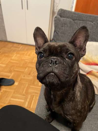 Hundetreffen-Hundefreunde kennen lernen-Bild