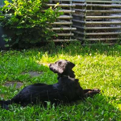 Hundetreffen-Gemeinsames Toben-Bild