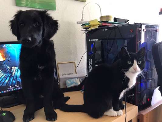 Die Dogorama Wochen Challenge-Beitrag-Bild