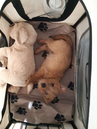 Norfolk Terrier wo seid ihr?-Beitrag-Bild