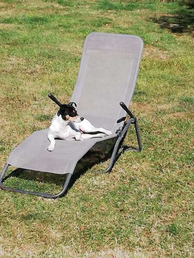 Ratonero Bodeguero Andaluz (plus Mischlinge)-Beitrag-Bild