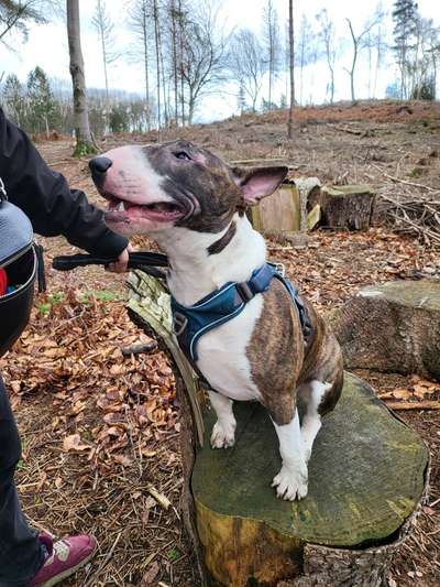 Hundebilder-Beitrag-Bild