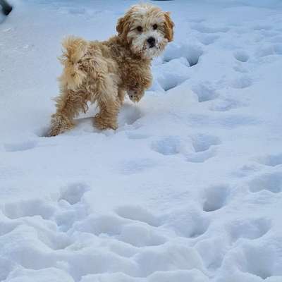 Hundetreffen-Welpen/junghund Treffen am großen Herrenberg-Bild