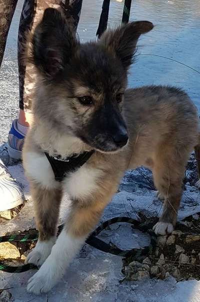 Welpen Bilder !-Beitrag-Bild