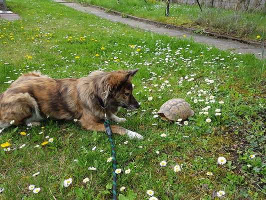 Dein Hund im Dogorama-Kalender 2021-Beitrag-Bild