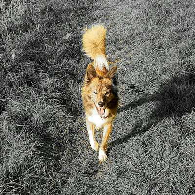 Dein Hund im Dogorama-Kalender 2021-Beitrag-Bild