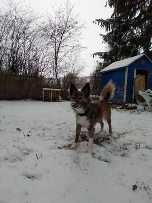 Welpen Bilder !-Beitrag-Bild