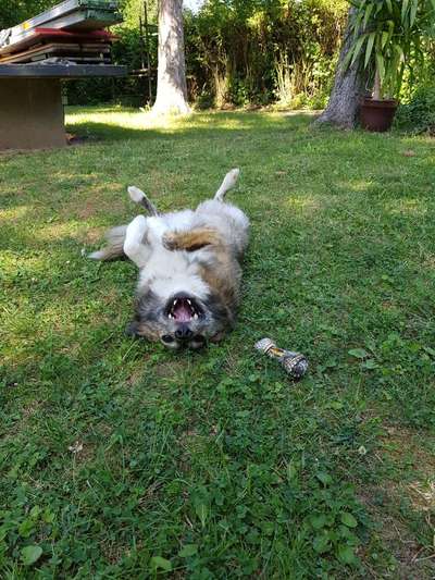 Dein Hund im Dogorama-Kalender 2021-Beitrag-Bild